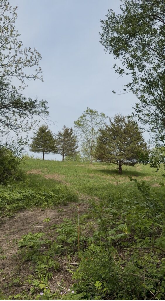 Looking up from the future driveway at Five Trails
