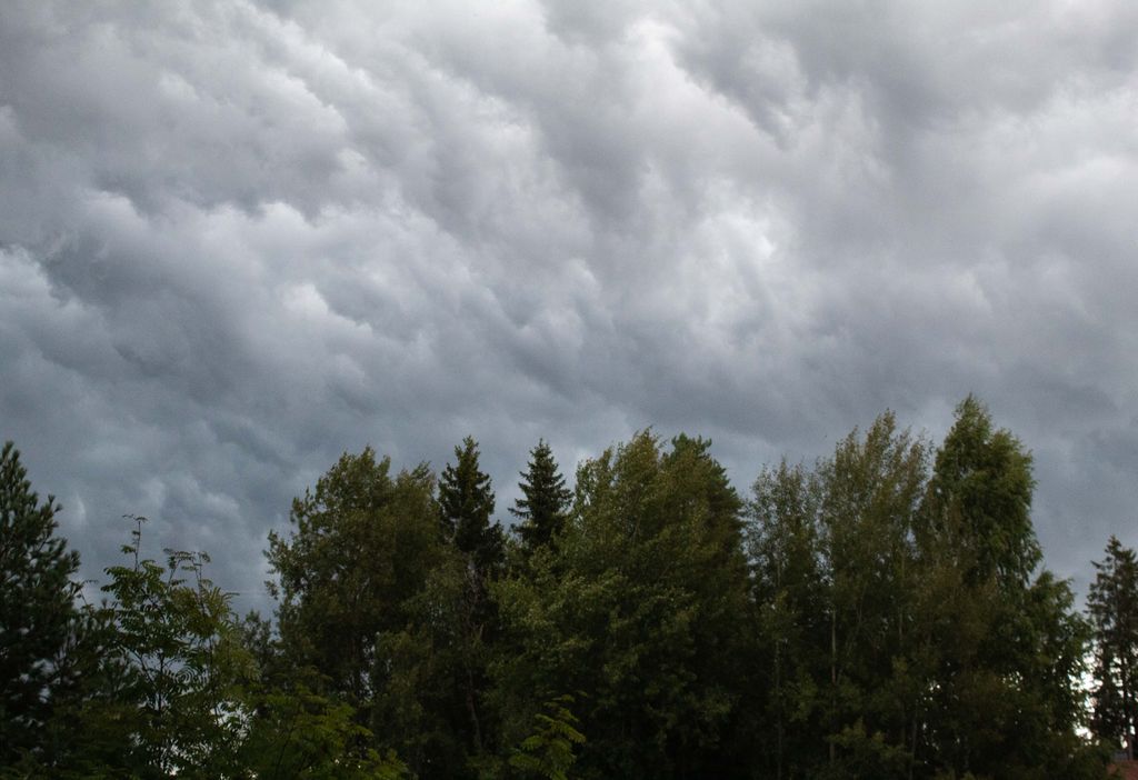 Dense cloud cover over a vibrant green forest, capturing nature's dramatic mood.